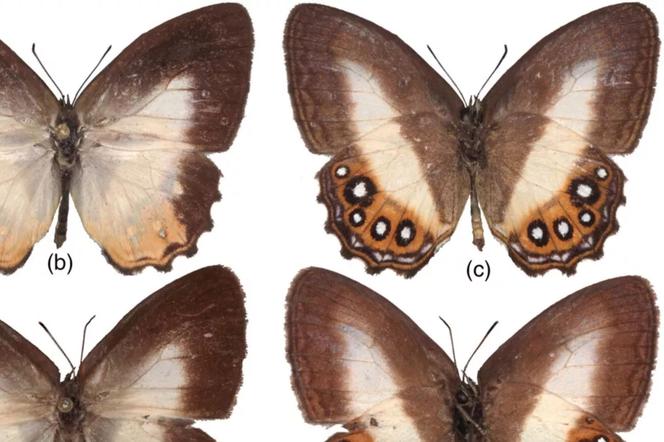 Odkryto nowy gatunek motyla. Otrzymał nazwę rodem z Władcy Pierścieni!
