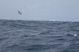 Katharsis II w rejsie dookoła Antarktydy