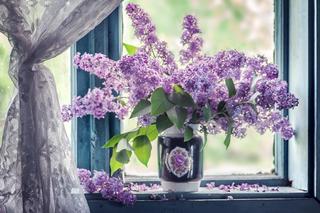 Kwiaty bzu postoją w wazonie nawet dwa tygodnie! Dodaj do wody jedną rzecz 