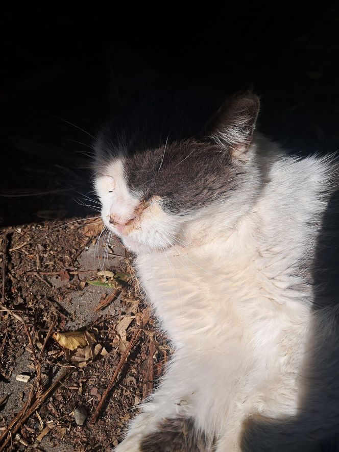 Pet Patrol Rybnik uratował kota z ulicy, a jego "właścicielka" jest oburzona