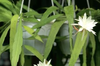 Królowa Nocy (Epiphyllum oxypetalum)