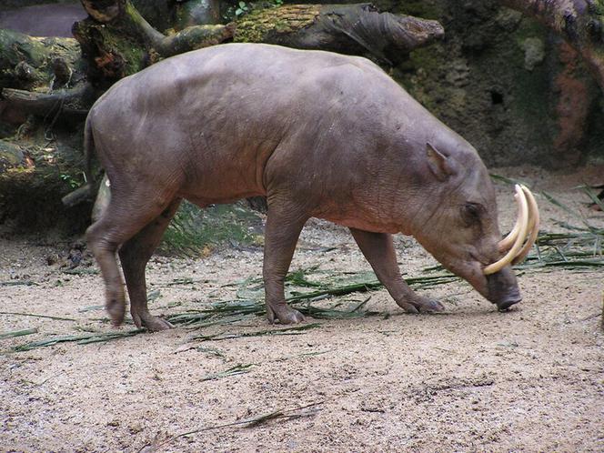 Babirussa