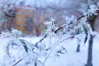Oszronione drzewa w Szczecinie