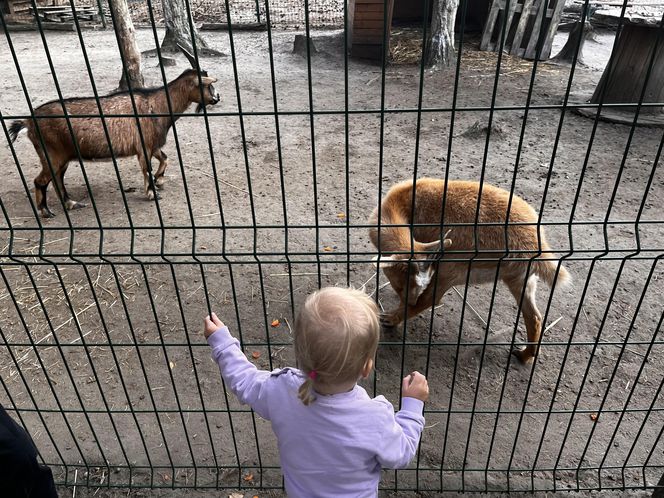 Zagroda 3 siostry w Kamieniu przyciągnęła całe rodziny w ciepły jesienny weekend ZDJĘCIA