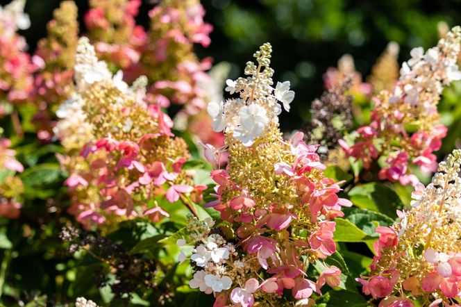 Hortensja bukietowa 'Pinky Winky'