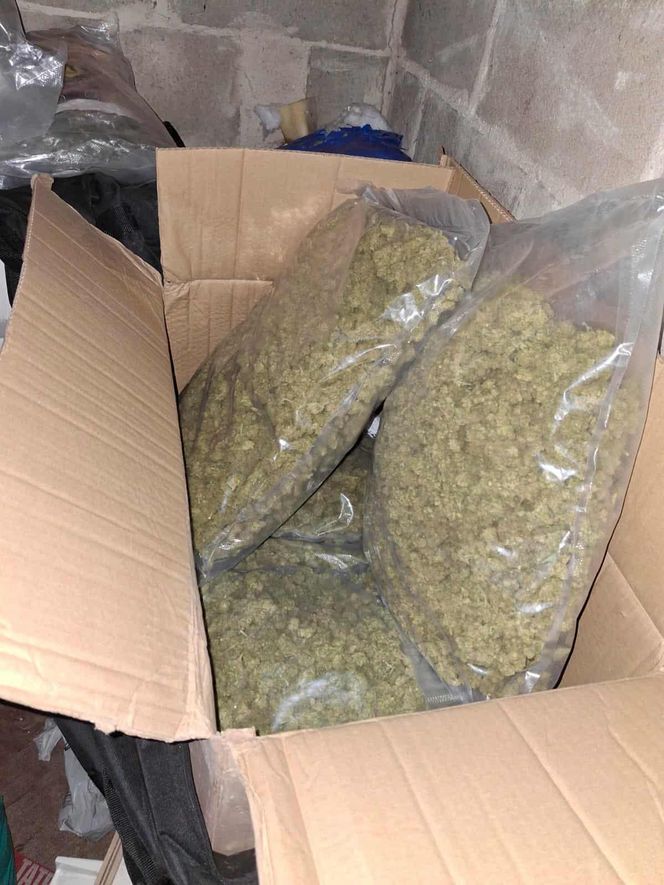 Prawie 40 kilogramów narkotyków i dwie duże plantacje. Dwaj zatrzymani w Starachowicach i gminie Brody