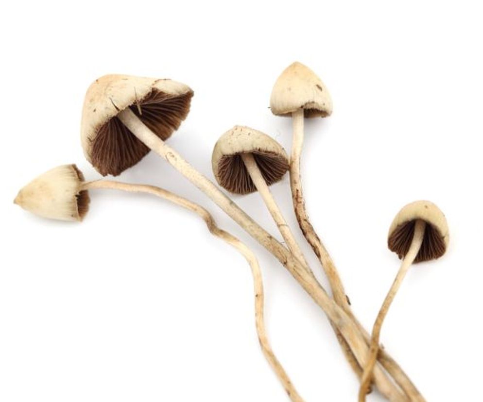 Grzybki psylocybki - jakie mają działanie, czym grozi jedzenie grzybów psylocybinowych?