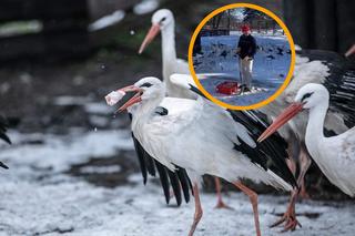 Te bociany muszą przetrwać zimę w Polsce. Ich dieta musi zawierać ten składnik