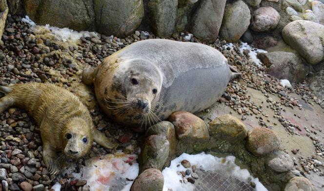 MŁODE FOKI FOKARIUM HEL