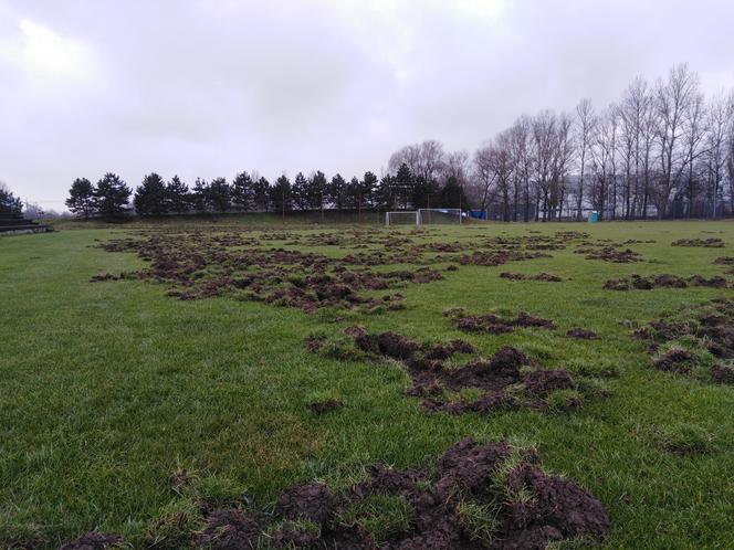 Dziki zniszczyły boisko Klubu Sportowego Albertus. Drużyna apeluje o finansowe wsparcie