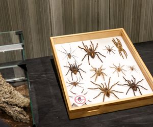 Targi egzotyki w Katowicach