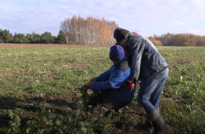 Rolnicy. Podlasie. Gienek próbuje wyciągnąć rzepkę z ziemi. Siłuje się jak w wierszu Tuwima
