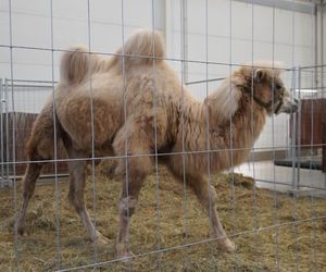 ZOOPARK w Lublinie. „Postawiliśmy na polski las. Chcemy promować nasze zwierzątka”