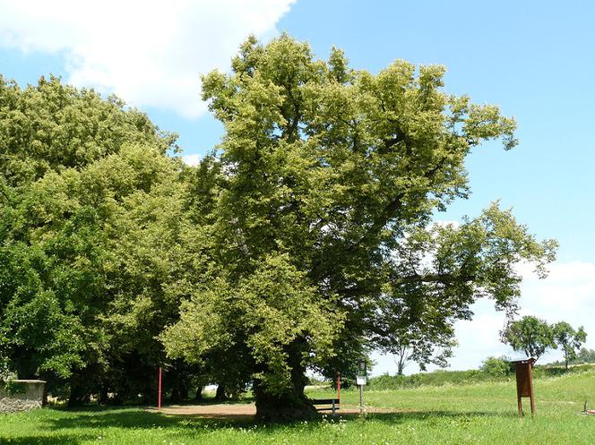 Gorzów: Nie ma lipy, więc ją zasadź! Każdy może mieć swoje drzewo