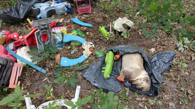 Zgroza w lesie pod Świeciem! Martwy pies w worku foliowym ze związanymi łapami. Policja szuka sprawcy bestialskiego czynu