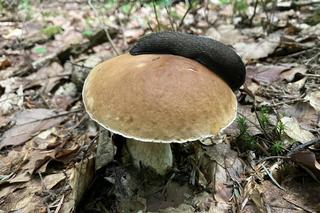 Grzybiarze penetrują lasy w Świętokrzyskiem. 25 czerwca 2024