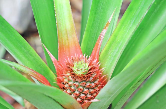 Ananas