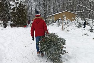 Gdzie kupić choinkę prosto z lasu w Wielkopolsce?