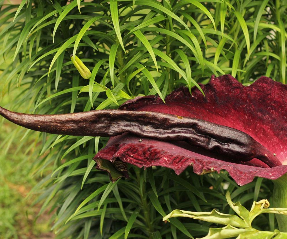 Dracunculus vulgaris, czyli smocza lilia