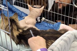 Kocie piękności królowały w Kaliszu