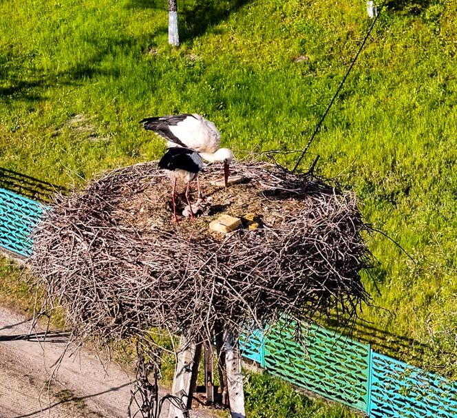 Bocian Krutek z Krutyni: od samotnika do samca alfa.