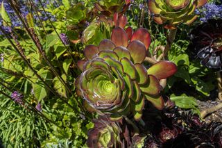 Skalniak z sukulentami – inspiracje, aranżacje, rośliny