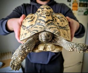 Nie tylko koty i psy. Zwierzęta egzotyczne też cierpią, zanim kupisz mocno się zastanów 