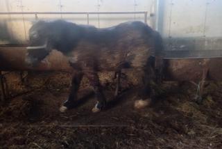 Zagłodzone i brudne konie były niehumanitarnie mordowane? Policjanci skontrolowali hodowlę w Wodzisławiu Śląskim [ZDJĘCIA]