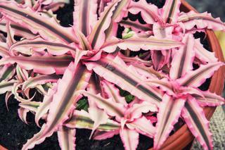 Skrytokwiat (Cryptanthus) - charakterystyka, wymagania, uprawa, pielęgnacja