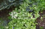 przywarka_Clematis