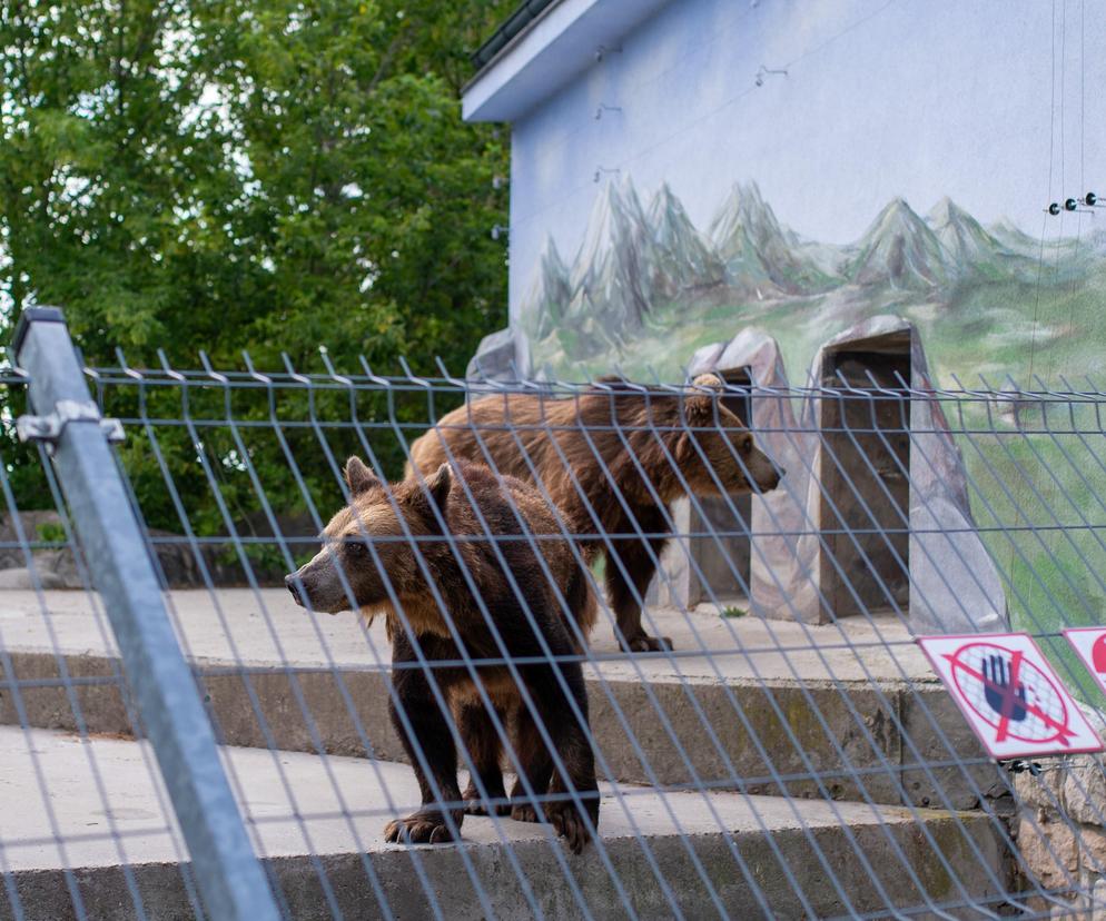 Niedźwiedzie w zoo w Zamościu