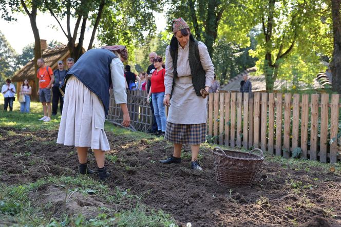 W skansenie w Lublinie pokazali, jak dawniej wyglądały wykopki kartoflane