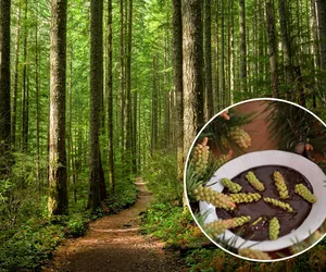  Sosnersy: nietypowe dary lasu. Leśnicy zachwalają niebanalną wiosenną przekąskę