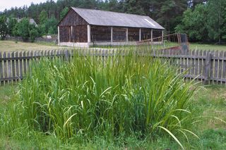 Jak zbudować przydomową oczyszczalnię hydrobotaniczną? Oczyszczalnia korzeniowa, czyli szambo ekologiczne