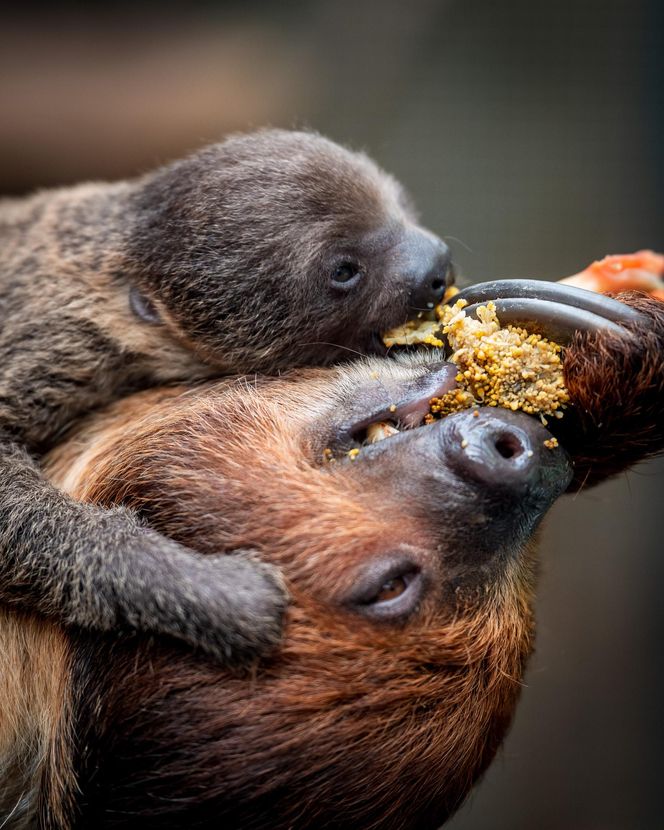 W łódzkim zoo przyszedł na świat leniwiec