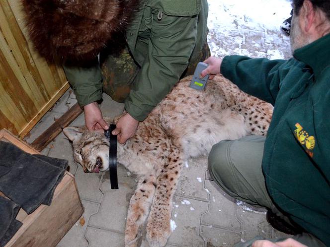 Nowe zwierzęta we wrocławskim zoo