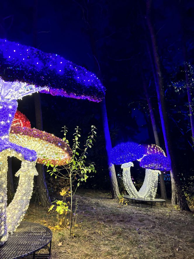 Otwarcie Lumina Parku w Poznaniu. Tegoroczne świecące miasteczko robi fenomenalne wrażenie!