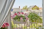 Pelargonie 