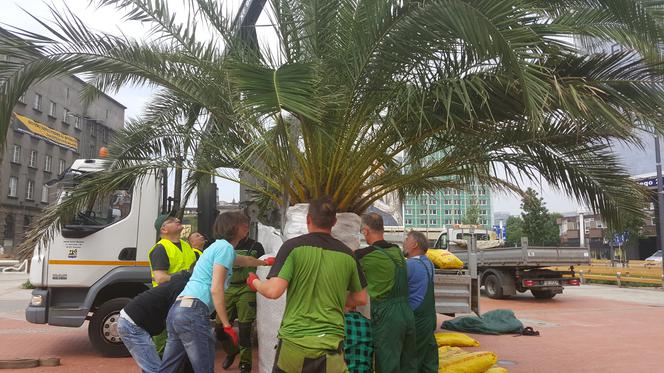 Palmy wróciły na rynek w Katowicach