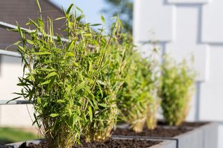 Fargezja parasolowata