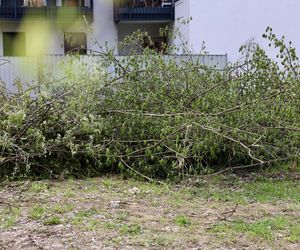 Deweloper nielegalnie wyciął dwa drzewa w Warszawie. Mieszkańcy oburzeni. „Będziemy reagować”