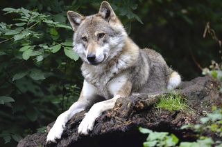 Wilki w okolicach Radomia. Leśnicy uspokajają i apelują o rozwagę