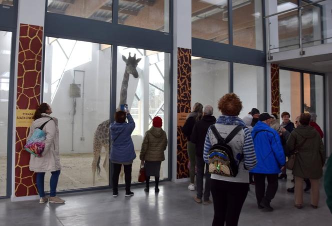 Poznańskie Zoo zaprasza do odwiedzania żyraf! 
