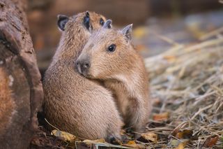Ale słodziaki! We wrocławskim ZOO urodziły się dwie kapibary 