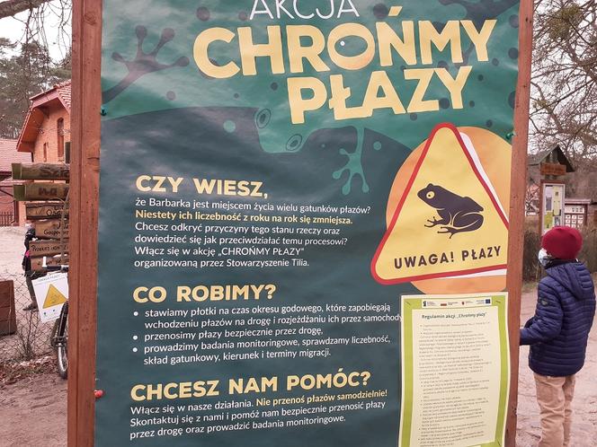 Ochrona żab na Barbarce