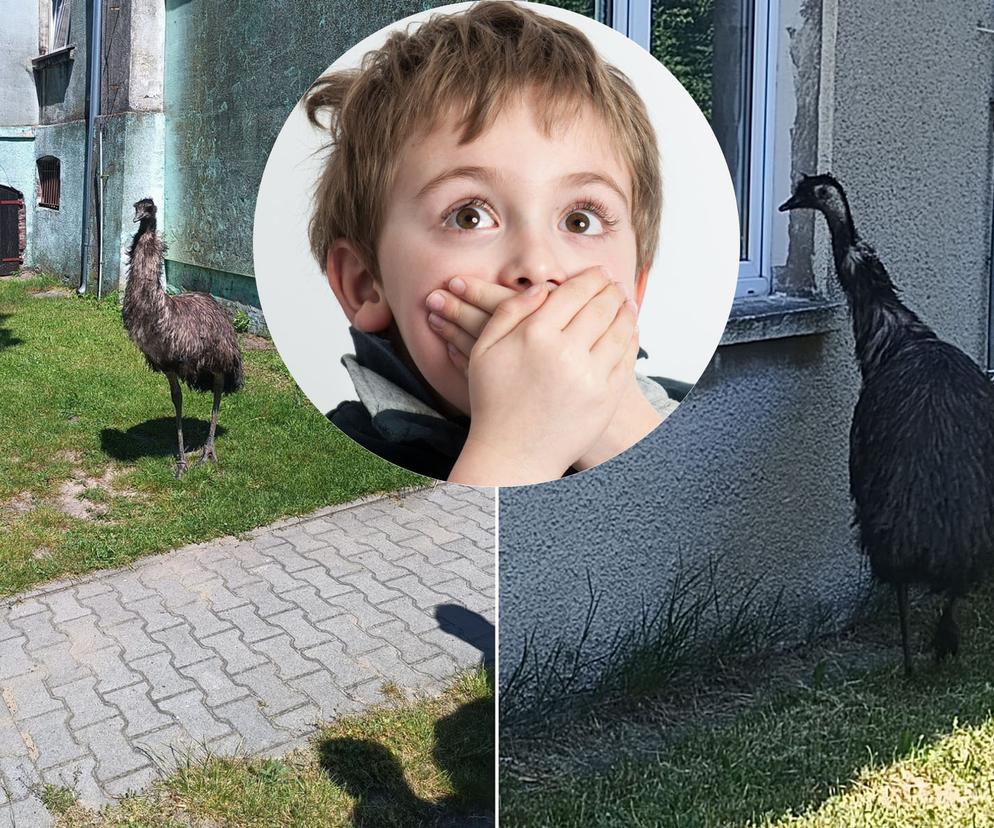 Prawdziwy emu na terenie szkoły pod Sulęcinem. Dzieci bały się wyjść na dwór [ZDJĘCIA]. 