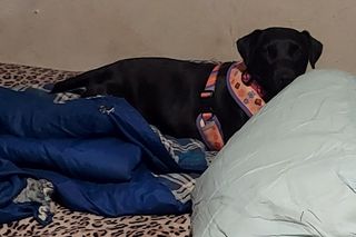 Polka oskarża PETA o kradzież psa