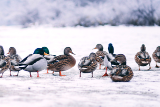 Dokarmianie ptaków zimą. Chleb zabija kaczki i łabędzie