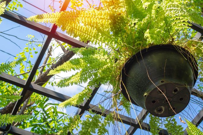 Ten kwiat to Twój największy przyjaciel w czasie mrozów. Nawilża powietrze lepiej niż mokre ręczniki. Postaw go w sypialni, a od razu zrobi się lepiej