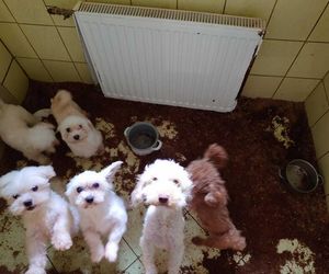Skandal w pseudohodowli pod Krakowem! Psy żyły we własnych odchodach